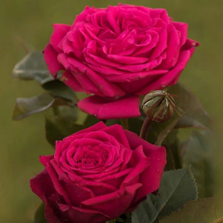 Trandafir Teahibrid purpur-violet Noblesse, parfum intens - VERDENA-livrat in ghiveci plant-o-fix de 2 l