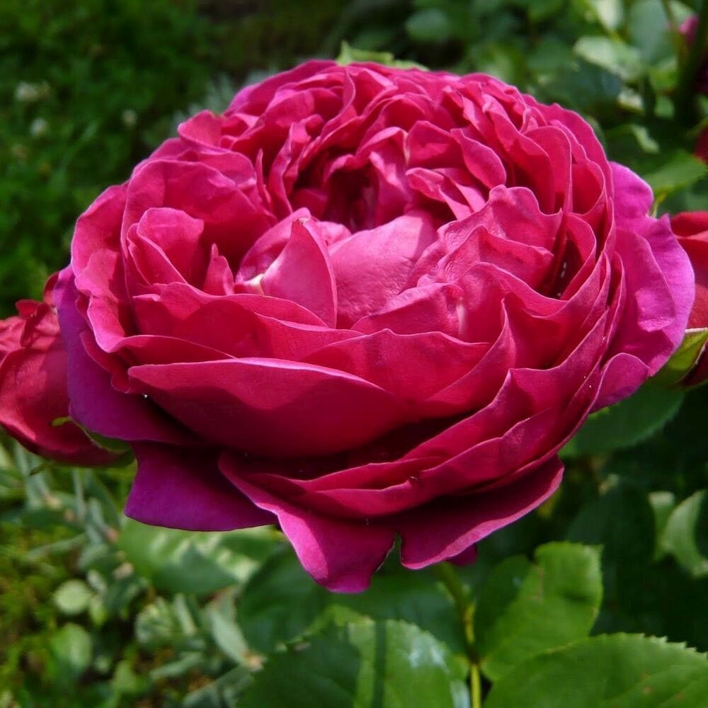 Trandafir Teahibrid purpuriu Ascot, inflorire repetata - VERDENA-livrat in ghiveci plant-o-fix de 2 l