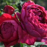 Trandafir Teahibrid purpuriu Ascot, inflorire repetata - VERDENA-livrat in ghiveci plant-o-fix de 2 l