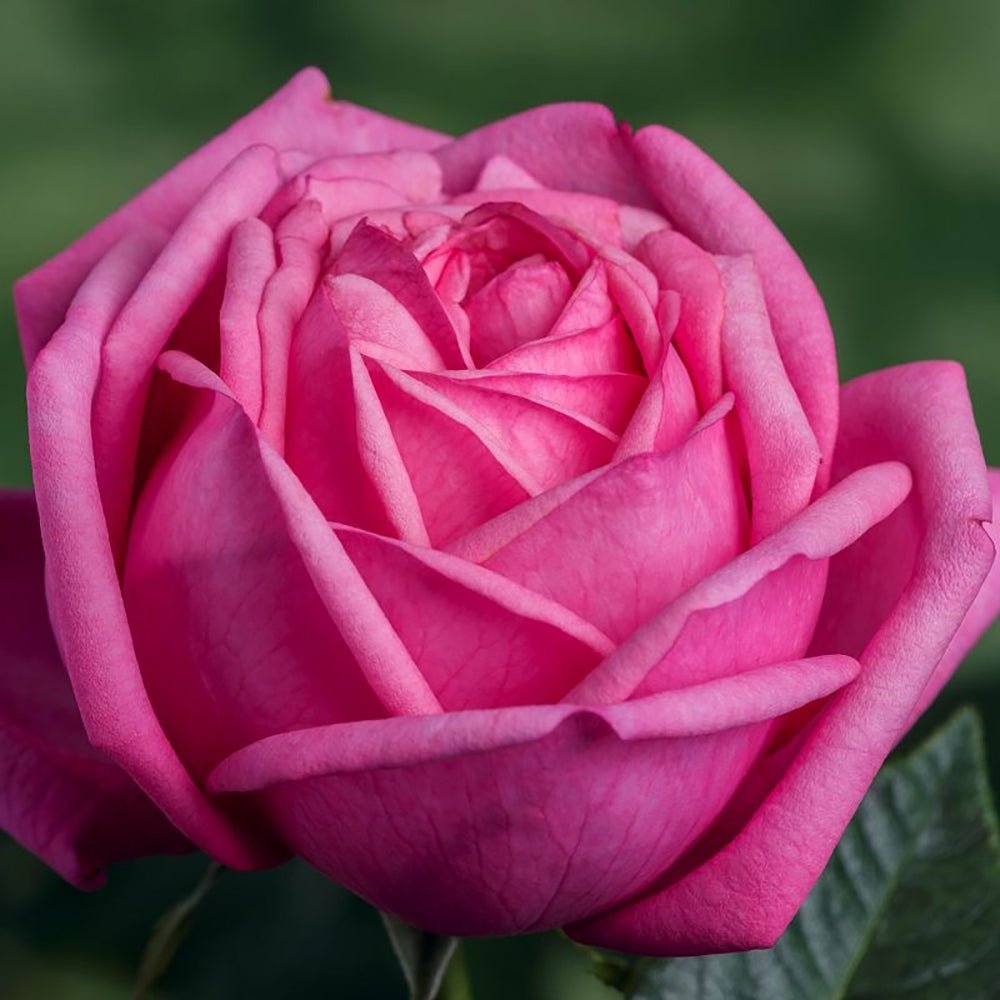 Trandafir Teahibrid Romina - VERDENA-livrat in ghiveci plant-o-fix de 2L