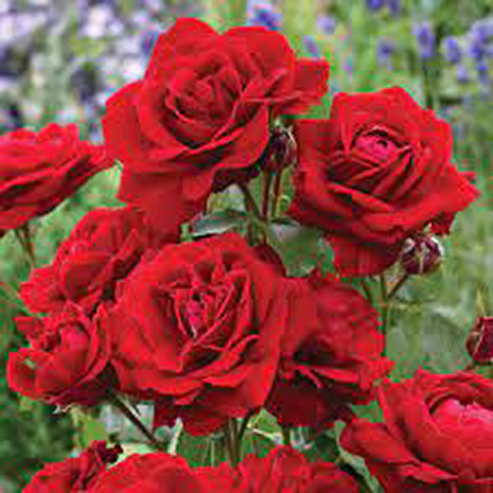 Trandafir Teahibrid rosu-carmin Marlene, cu parfum intens - VERDENA-livrat in ghiveci plant-o-fix de 2 l