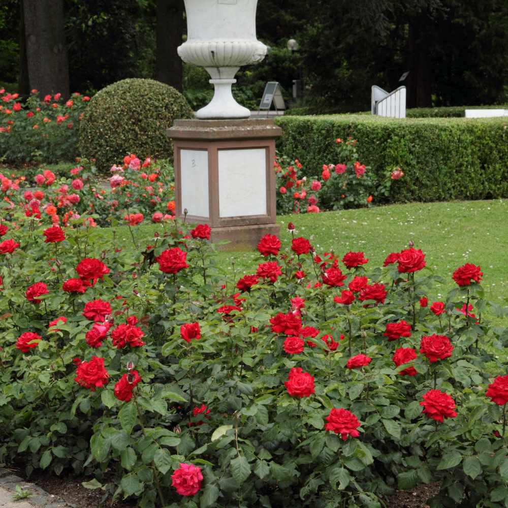 Trandafir Teahibrid rosu Grande Amore, cu inflorire repetata - VERDENA-livrat in ghiveci plant-o-fix de 2 l