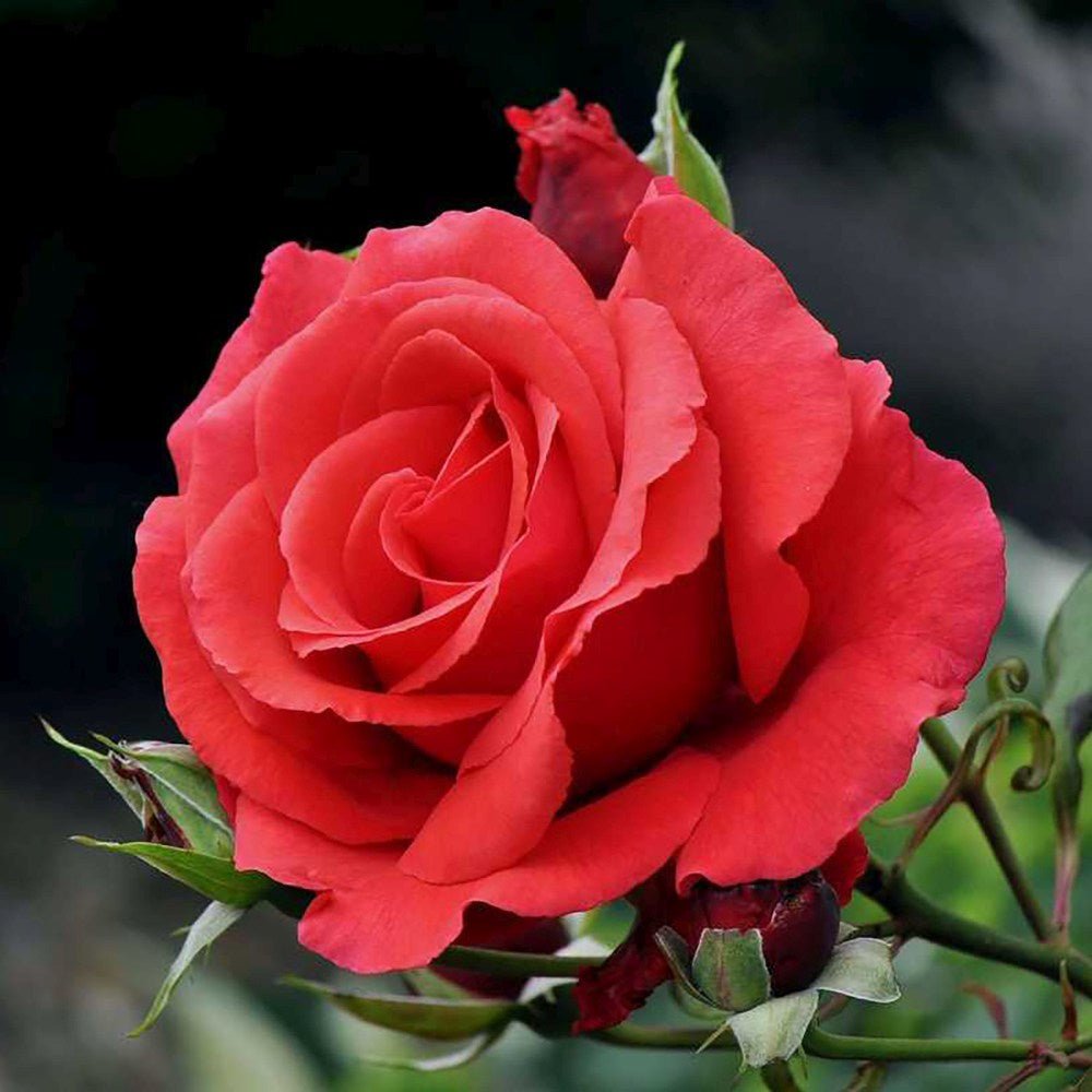 Trandafir Teahibrid rosu Grande Amore, cu inflorire repetata - VERDENA-livrat in ghiveci plant-o-fix de 2 l