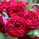 Trandafir Teahibrid rosu-purpuriu Gospel, parfum intens - VERDENA-livrat in ghiveci plant-o-fix de 2 l