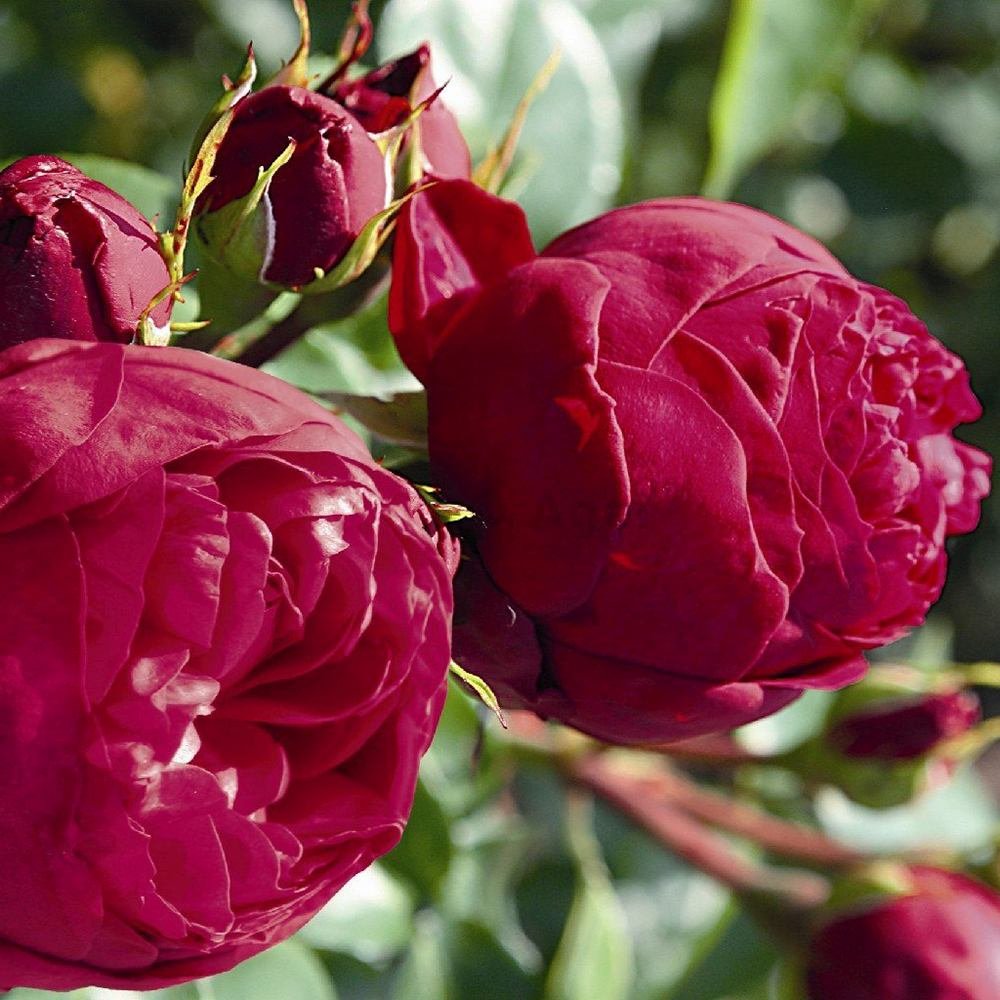 Trandafir Teahibrid rosu-zmeura Royal Piano, inflorire repetata - VERDENA-livrat in ghiveci plant-o-fix de 2 l
