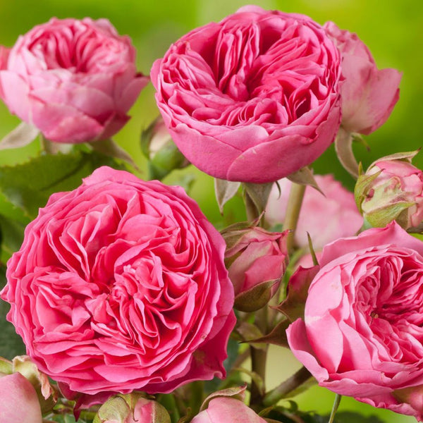 Trandafir Teahibrid roz-inchis Magic Roccoco, inflorire repetata - VERDENA-livrat in ghiveci plant-o-fix de 2 l