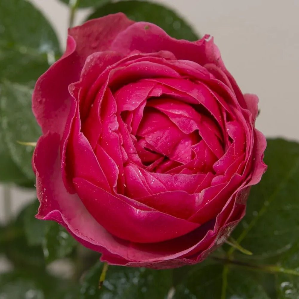 Trandafir Teahibrid roz-inchis Magic Rokoko, inflorire repetata - VERDENA-livrat in ghiveci plant-o-fix de 2 l