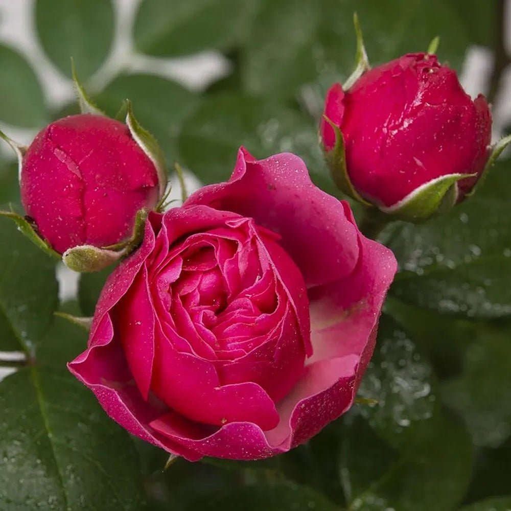 Trandafir Teahibrid roz-inchis Magic Rokoko, inflorire repetata - VERDENA-livrat in ghiveci plant-o-fix de 2 l