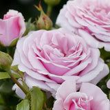 Trandafir Teahibrid roz-lavanda Pacific Blues, parfum intens - VERDENA-livrat in ghiveci plant-o-fix de 2 l
