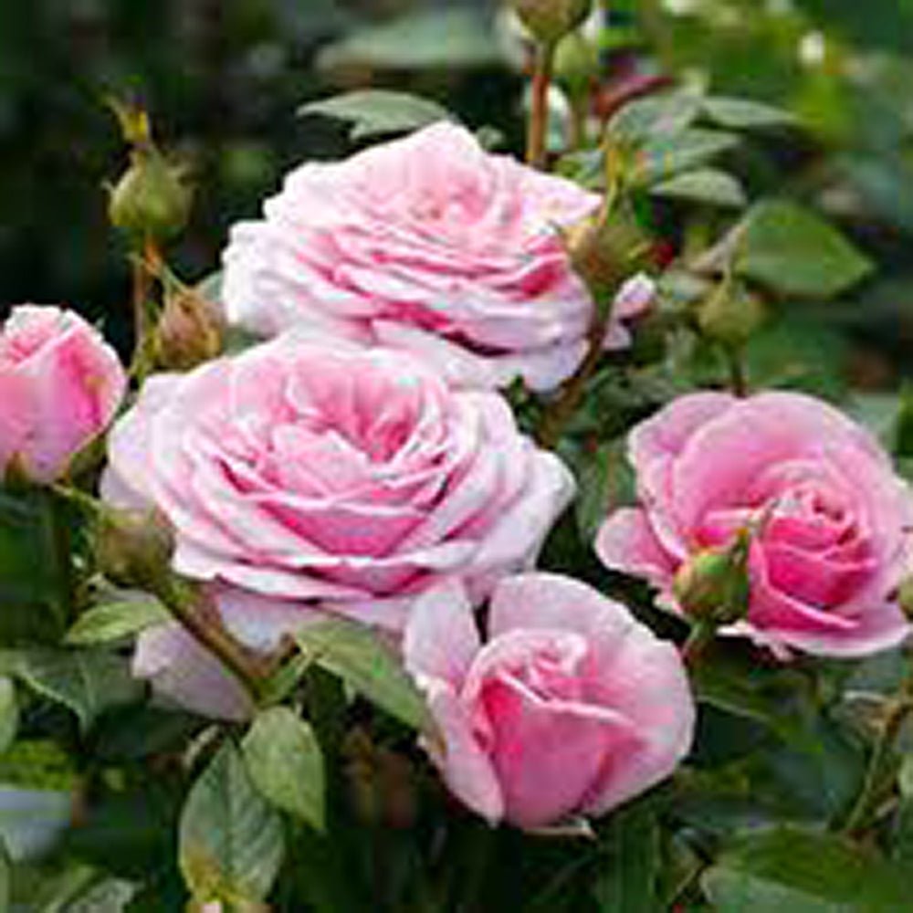 Trandafir Teahibrid roz-lavanda Pacific Blues, parfum intens - VERDENA-livrat in ghiveci plant-o-fix de 2 l
