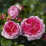 Trandafir Teahibrid roz-pal Modern Art, inflorire repetata - VERDENA-livrat in ghiveci plant-o-fix de 2 l