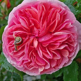 Trandafir Teahibrid roz-pal Modern Art, inflorire repetata - VERDENA-livrat in ghiveci plant-o-fix de 2 l