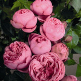 Trandafir Teahibrid roz-pastel Happy Piano, inflorire repetata - VERDENA-livrat in ghiveci plant-o-fix de 2 l