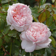 Trandafir Teahibrid roz-pastel Mauritia, parfum intens - VERDENA-livrat in ghiveci plant-o-fix de 2 l