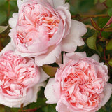 Trandafir Teahibrid roz-piersica Mauritia, parfum intens - VERDENA-livrat in ghiveci plant-o-fix de 2 l