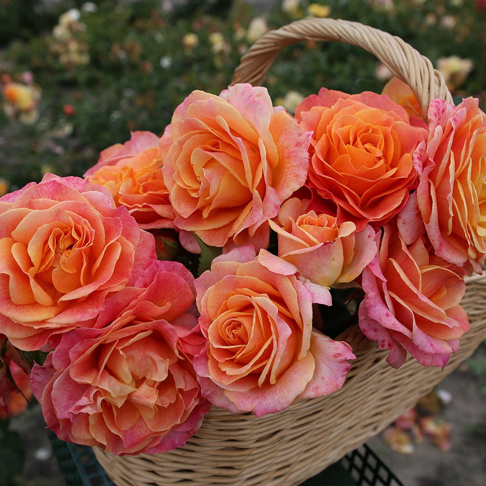 Trandafir Teahibrid roz-portocaliu Better Times, inflorire repetata - VERDENA-livrat in ghiveci plant-o-fix de 2 l