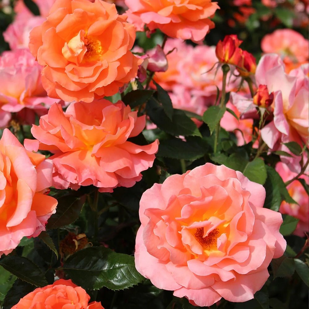 Trandafir Teahibrid roz-portocaliu-galben Augusta Luise, inflorire repetata - VERDENA-livrat in ghiveci plant-o-fix de 2 l