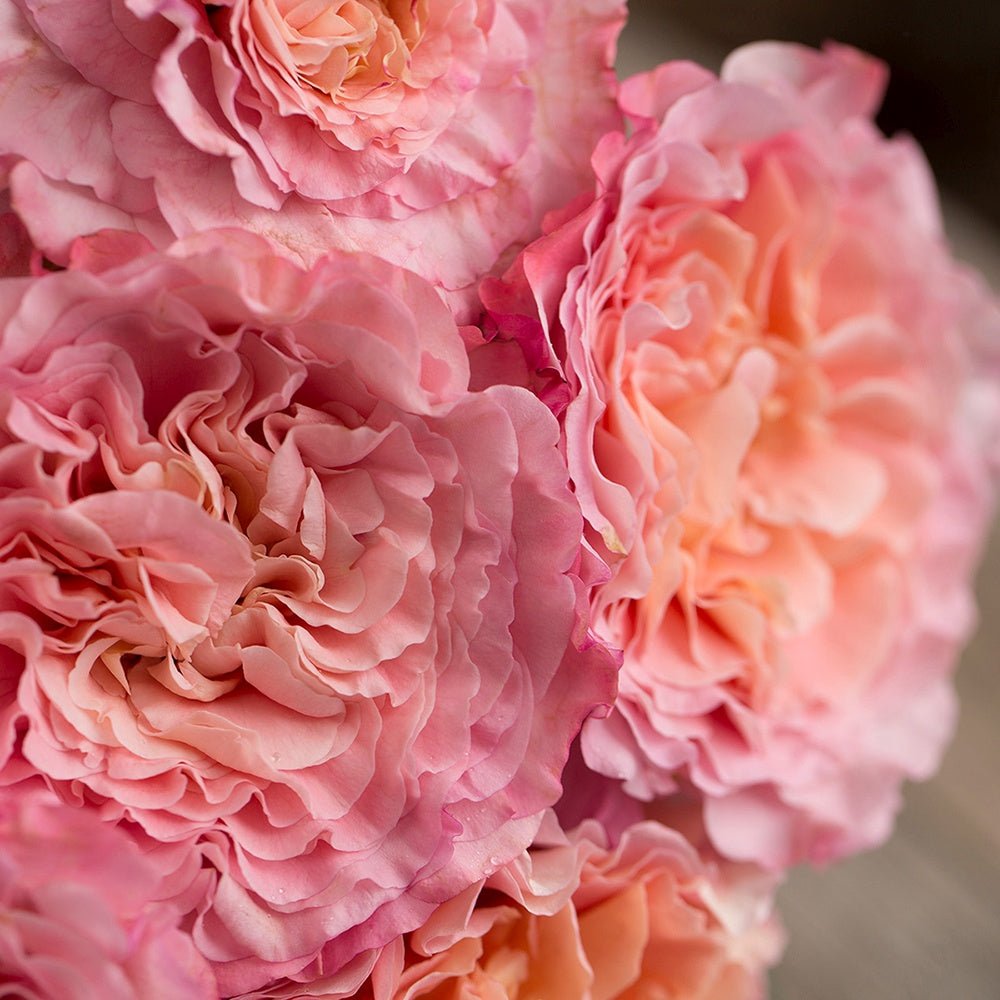 Trandafir Teahibrid roz-portocaliu-galben Augusta Luise, inflorire repetata - VERDENA-livrat in ghiveci plant-o-fix de 2 l