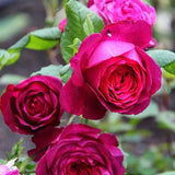 Trandafir Teahibrid roz-purpuriu Goethe-Rose, cu parfum intens - VERDENA-livrat in ghiveci plant-o-fix de 2 l