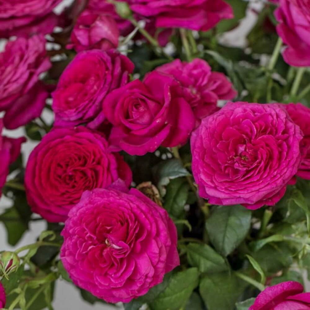 Trandafir Teahibrid roz-purpuriu Goethe-Rose, cu parfum intens - VERDENA-livrat in ghiveci plant-o-fix de 2 l