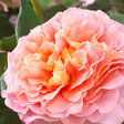 Trandafir Teahibrid roz-sampanie-piersica Augusta Luise, inflorire repetata - VERDENA-livrat in ghiveci plant-o-fix de 2 l