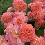 Trandafir Teahibrid roz-sampanie-piersica Augusta Luise, inflorire repetata - VERDENA-livrat in ghiveci plant-o-fix de 2 l