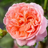Trandafir Teahibrid roz-somon Chippendale, cu parfum intens - VERDENA-livrat in ghiveci plant-o-fix de 2 l