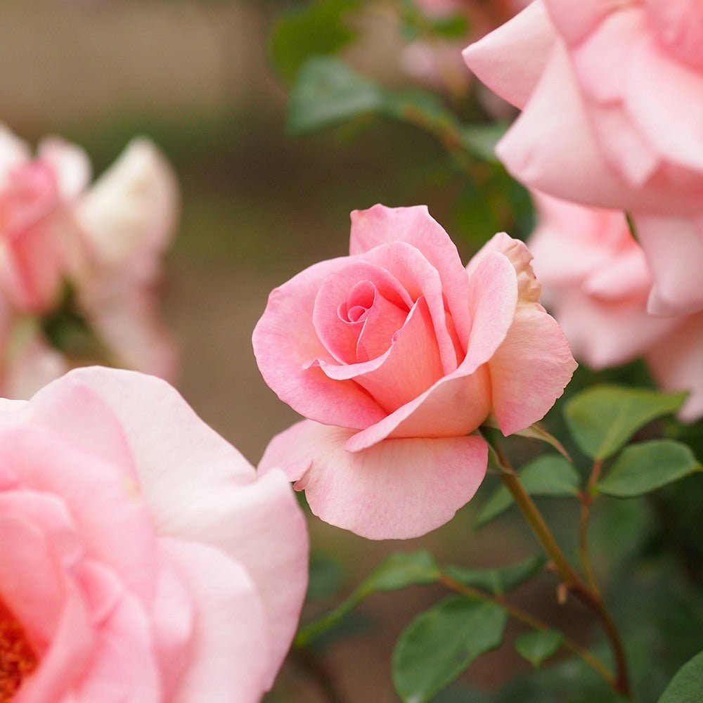 Trandafir Teahibrid roz Summer Lady, inflorire repetata - VERDENA-livrat in ghiveci plant-o-fix de 2 l