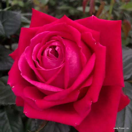 Trandafir teahibrid rubiniu Ruby Kiss, inflorire repetata - VERDENA-livrat in ghiveci plant-o-fix de 2 l