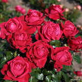 Trandafir teahibrid rubiniu Ruby Kiss, inflorire repetata - VERDENA-livrat in ghiveci plant-o-fix de 2 l