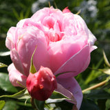 Trandafir Teahibrid Schone Maid - VERDENA-livrat in ghiveci plant-o-fix de 2L