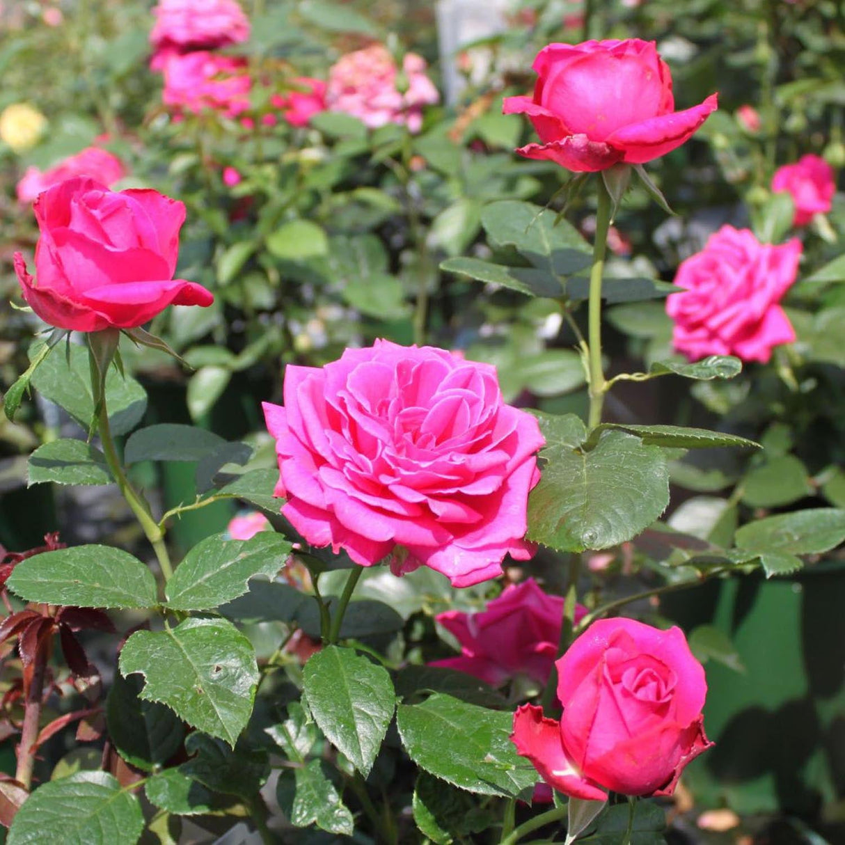 Trandafir Teahibrid Senteur Royale - VERDENA-livrat in ghiveci plant-o-fix de 2L