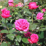 Trandafir Teahibrid Senteur Royale - VERDENA-livrat in ghiveci plant-o-fix de 2L