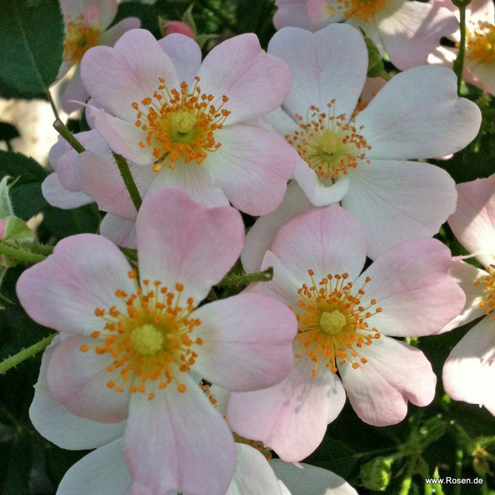 Trandafir teahibrid Sternenhimmel - VERDENA-livrat in ghiveci plant-o-fix de 2 L