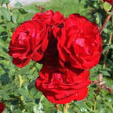 Trandafir Teahibrid Stortebeker - VERDENA-livrat in ghiveci plant-o-fix de 2L