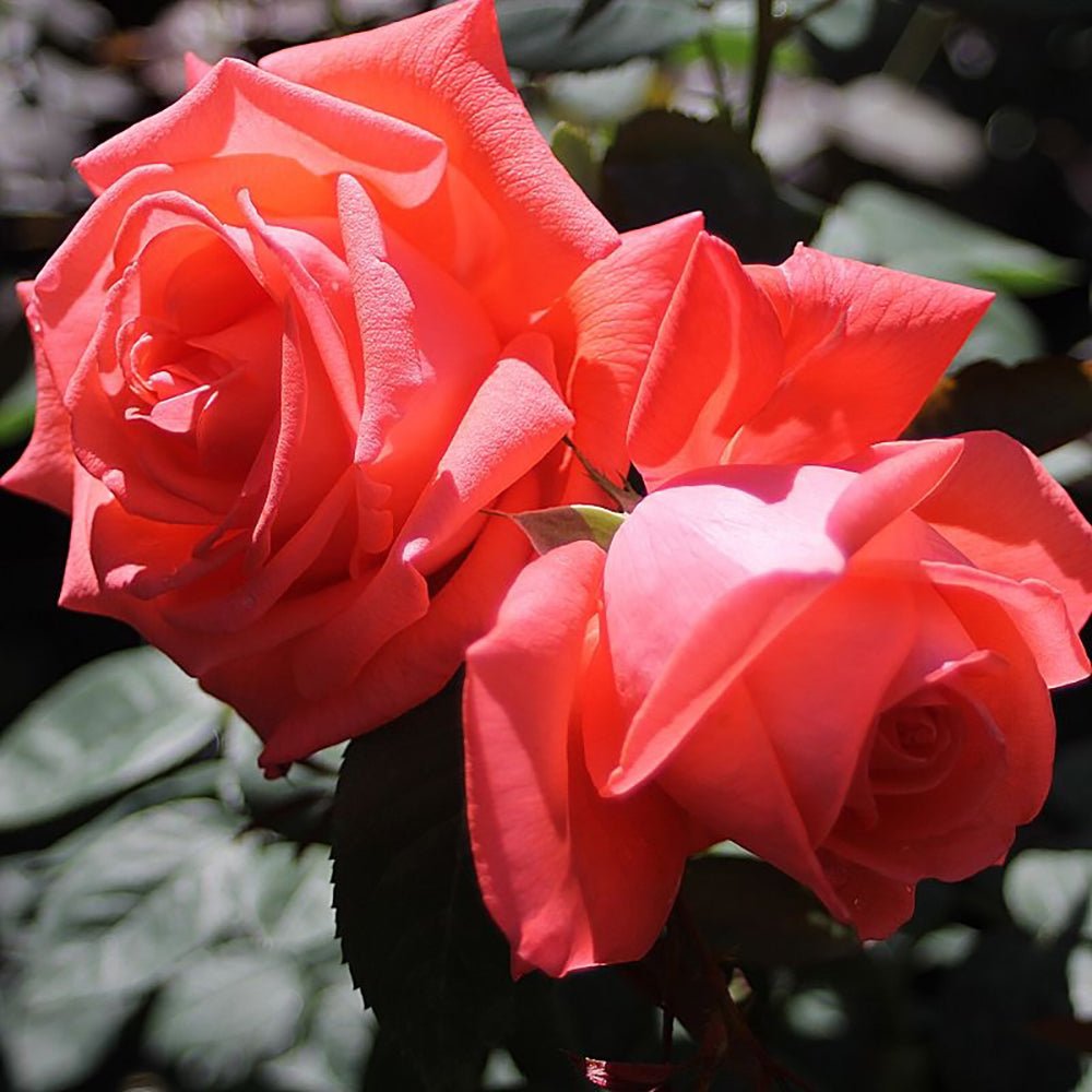 Trandafir Teahibrid Super Star - VERDENA-livrat in ghiveci plant-o-fix de 2L