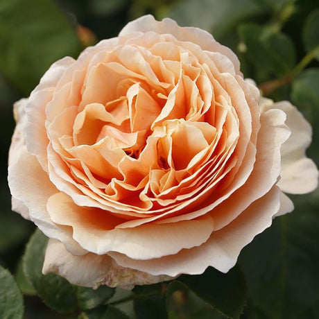 Trandafir Teahibrid Tropicana - VERDENA-livrat in ghiveci plant-o-fix de 2L