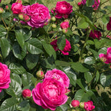 Trandafir Teahibrid violet-inchis Anuschka, parfum intens - VERDENA-livrat in ghiveci plant-o-fix de 2 l
