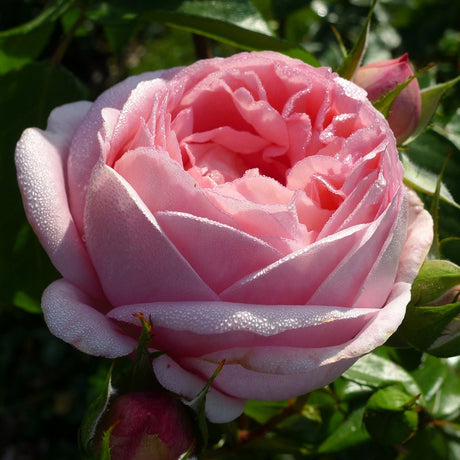Trandafir Teahibrid Voyage - VERDENA-livrat in ghiveci plant-o-fix de 2L