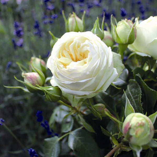 Trandafir Teahibrid Wedding Piano - VERDENA-livrat in ghiveci plant-o-fix de 2L