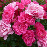 Trandafir The Lovely Fairy - VERDENA-30 cm inaltime livrat in ghiveci de 3 L