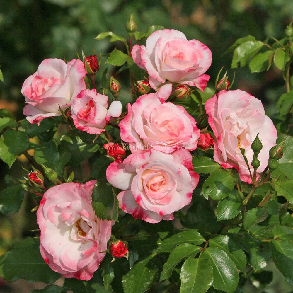 Trandafir Tufa alb cu marginii rosii Rosenstadt Freising, inflorire repetata - VERDENA-livrat in ghiveci plant-o-fix de 2 l