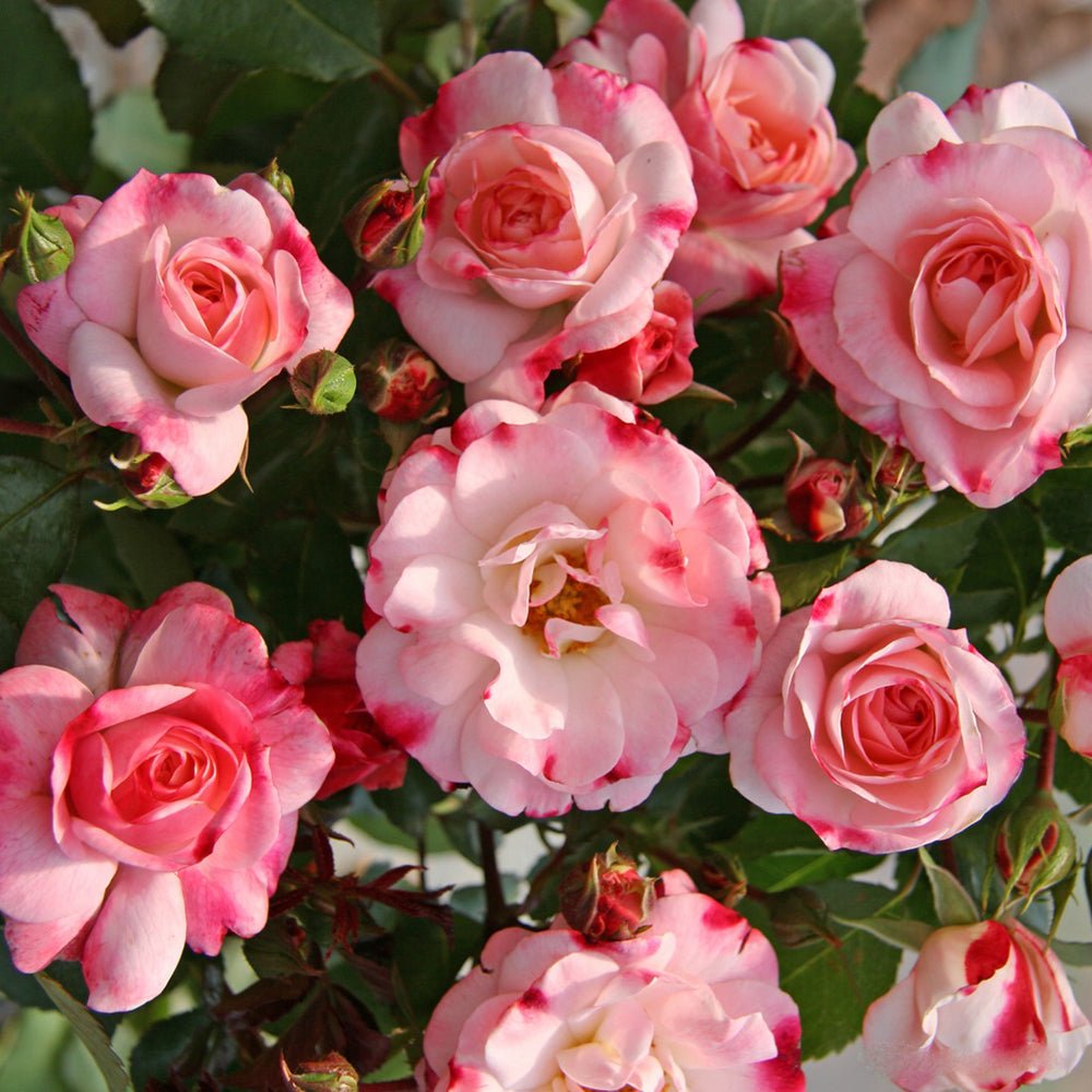 Trandafir Tufa alb cu marginii rosii Rosenstadt Freising, inflorire repetata - VERDENA-livrat in ghiveci plant-o-fix de 2 l