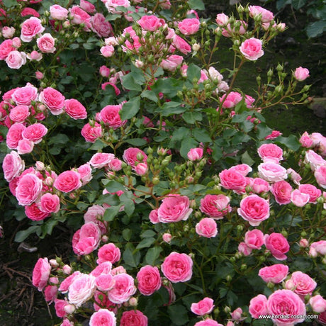 Trandafir Tufa Amica - VERDENA-livrat in ghiveci plant-o-fix de 2 L