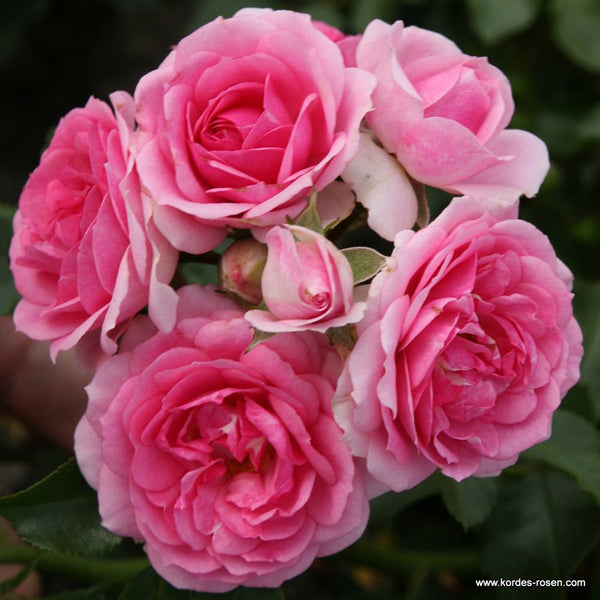 Trandafir Tufa Amica - VERDENA-livrat in ghiveci plant-o-fix de 2 L