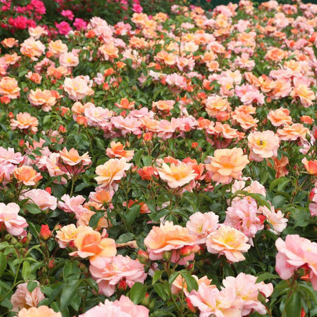Trandafir Tufa Aprikola - VERDENA-livrat in ghiveci plant-o-fix de 2L