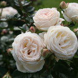 Trandafir Tufa Artemis - VERDENA-livrat in ghiveci plant-o-fix de 2L