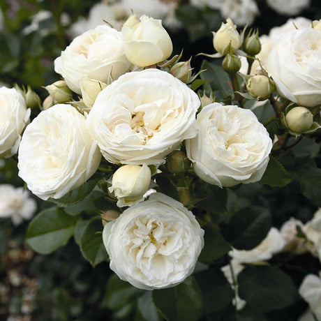 Trandafir Tufa Artemis - VERDENA-livrat in ghiveci plant-o-fix de 2L