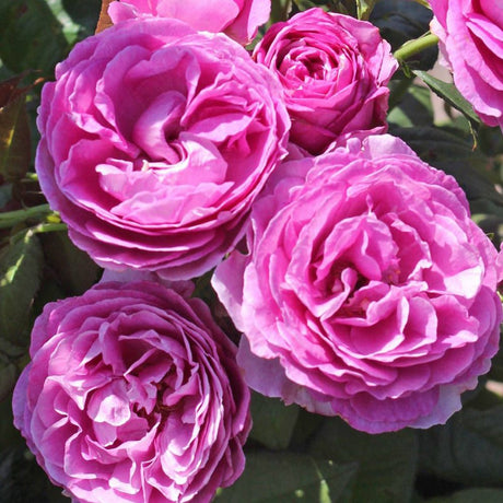 Trandafir Tufa Carmen Wurth - VERDENA-livrat in ghiveci plant-o-fix de 2L