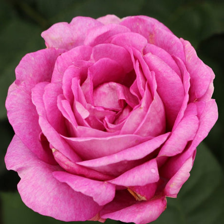 Trandafir Tufa Carmen Wurth - VERDENA-livrat in ghiveci plant-o-fix de 2L